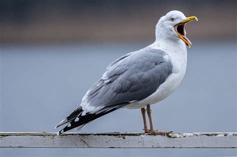 Can You Take a Drone on a Cruise? And Why Do Seagulls Always Steal the Spotlight?